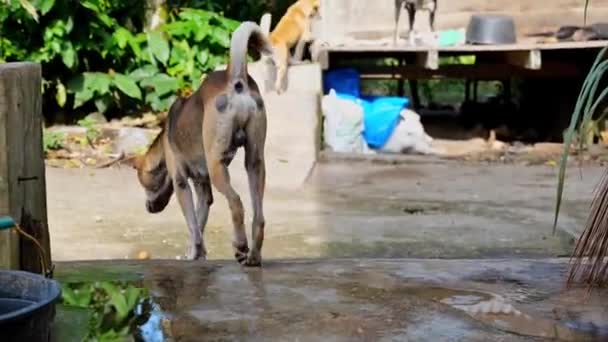 犬舎の村の犬たちの活動は — ストック動画