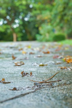 Yağmur altında yere düşen yapraklar, doğal arka plan. Bokeh arkaplan, seçici odak