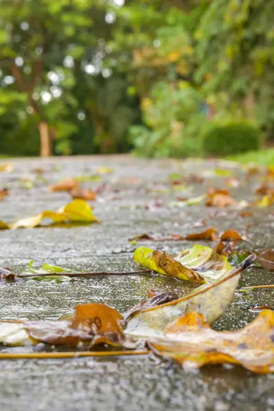Yağmur altında yere düşen yapraklar, doğal arka plan. Bokeh arkaplan, seçici odaklanma. akşam ortamı