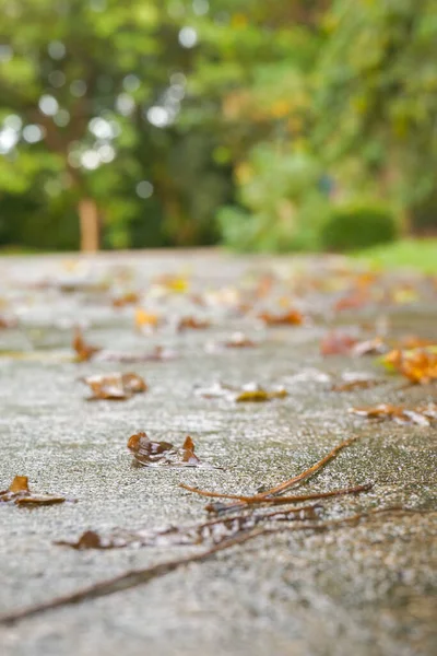 Yağmur altında yere düşen yapraklar, doğal arka plan. Bokeh arkaplan, seçici odaklanma. akşam ortamı