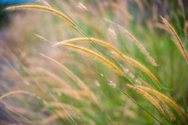 Tarlada yumuşak odaklı çim çiçeklerine yakın plan.