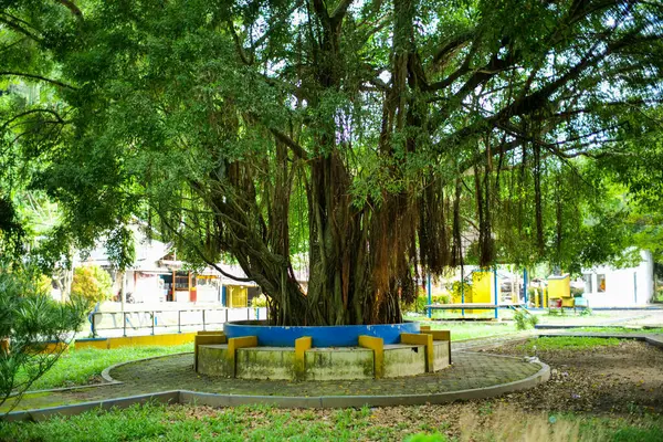 Banyan 'ın havadan sallanan kökleri
