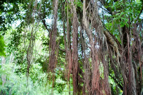 Banyan 'ın havadan sallanan kökleri