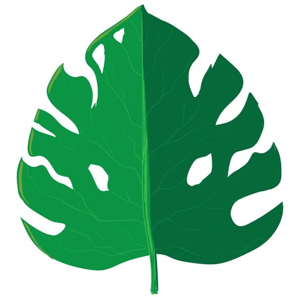 Albero Foglie Fiore Verde Frutto — Foto Stock