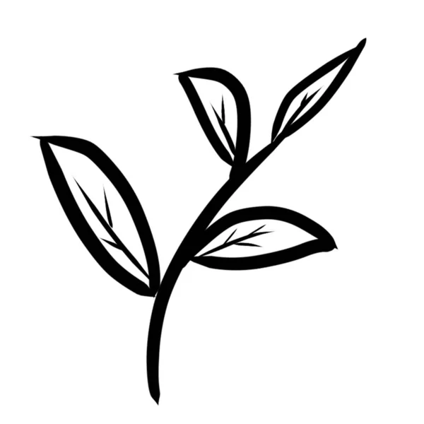 Цветы Ручной Работы Сад Папоротник Икона Травяные Травы Листья — стоковое фото