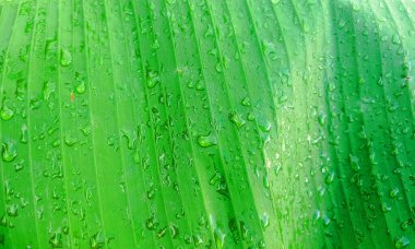 Muz yaprakları parlak renkleri modern güzel desenleri gösteriyor 