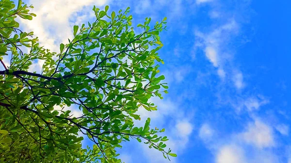 stock image  tree sky views bright colors stylish modern beautiful patterns 