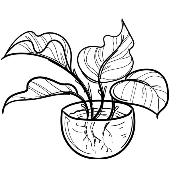 Растение Зеленый Цветочный Горшок Украшения Интерьера — стоковое фото
