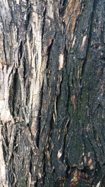 Yapraklar yeşil gökyüzü detayları Hindistan cevizi yakınlaştırması