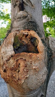 Yapraklar yeşil gökyüzü detayları Hindistan cevizi yakınlaştırması
