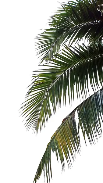Alm Kokosové Listy Zelený Strom Džungle Zahrada Léto Pláž — Stock fotografie