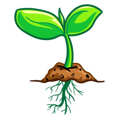 Deniz Yengeci Hindistan cevizi adası yaz günü doğa kumları