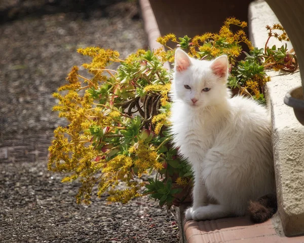 Fehér Macska Kertben Tavasszal — Stock Fotó
