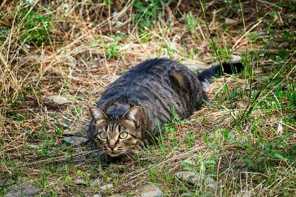 野原でかわいい猫のクローズアップショット — ストック写真