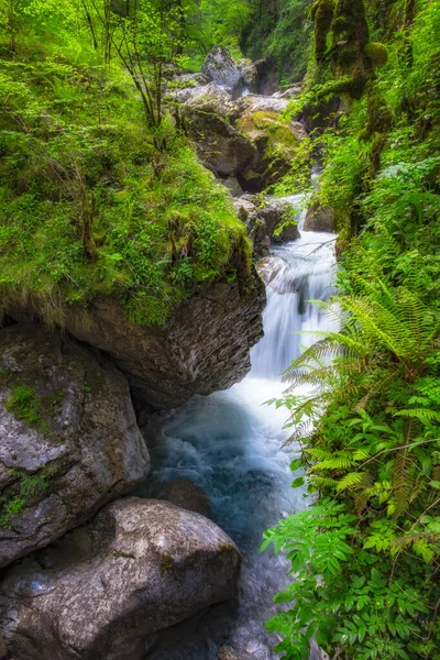 緑の森と木々の間を流れる川の美しい景色 — ストック写真