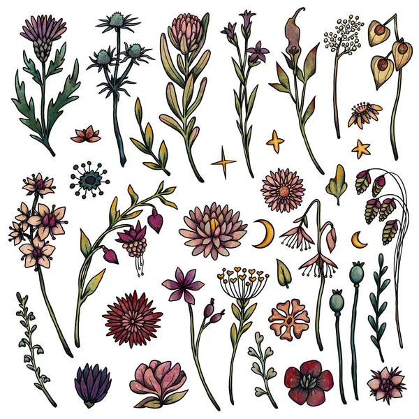 Ensemble Illustrations Fleurs Décoratives Boho Collection Vintage Ensemble Coloré Plantes — Photo
