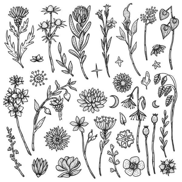 Conjunto Ilustrações Flores Decorativas Boho Coleção Vintage Conjunto Colorido Plantas — Fotografia de Stock
