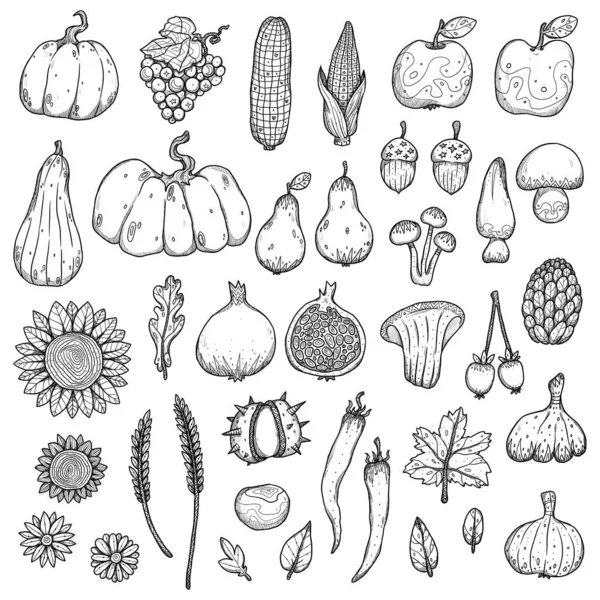 Набор Декоративных Осенних Элементов Питания Ручная Иллюстрация Урожая Уютная Коллекция — стоковое фото
