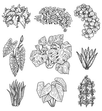 Dekoratif ev bitkisi çizimleri. Boho ve vintage koleksiyonu. Çizgi resim seti. El yapımı çiçekler. Beyaz arka planda izole elementler. Goblincore ve yeşil cadı titreşimleri