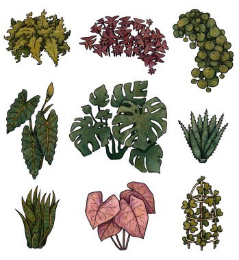 Dekoratif ev bitkisi çizimleri. Boho ve vintage koleksiyonu. Renkli set. El yapımı çiçekler. Beyaz arka planda izole elementler. Goblincore ve yeşil cadı titreşimleri