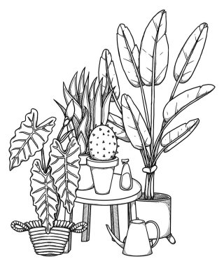 Boho ev bitkileri illüstrasyonu. El yapımı kaktüs, alocasia ve strelitzia. Çizgi çalışması. Çiçek kompozisyonu. Vintage elementi. Wiccan ve pagan sanatı. Dekoratif bir doğa. Beyazda izole edilmiş