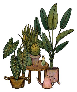 Boho ev bitkileri illüstrasyonu. El yapımı kaktüs, alocasia ve strelitzia. Renk ve altın. Çiçek kompozisyonu. Vintage elementi. Wiccan ve pagan sanatı. Dekoratif bir doğa. Beyazda izole edilmiş