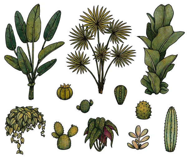 Σύνολο Διακοσμητικών Φυτών Σπιτιού Εικονογραφήσεις Boho Και Vintage Συλλογή Χρώμα — Φωτογραφία Αρχείου