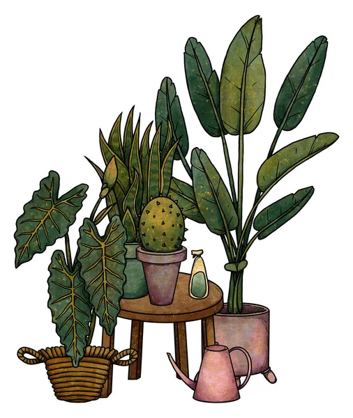 Boho Casa Piante Illustrazione Cactus Disegnati Mano Alocasia Strelitzia Colorato — Foto Stock