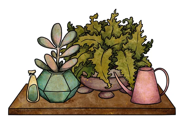 Boho Casa Piante Illustrazione Cactus Felci Disegnati Mano Colorato Composizione — Foto Stock