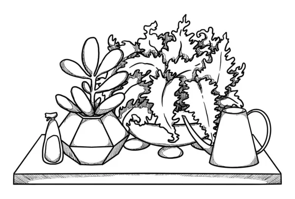 Домашние Растения Ручные Кактусы Папоротники Линейное Искусство Цветочный Состав Винтажный — стоковое фото