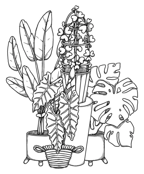 Ilustracja Roślin Boho House Ręcznie Rysowane Potwory Alocasia Strelitzia Hoya — Zdjęcie stockowe