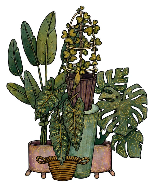 Boho Σπίτι Φυτά Απεικόνιση Χειροποίητο Τέρας Αλοκασία Στρετρίτσια Χόγια Κέρι — Φωτογραφία Αρχείου