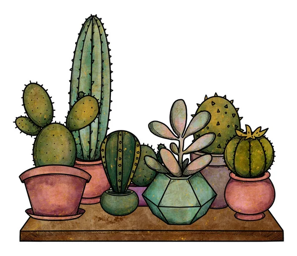 Boho house plants illustration. Hand-drawn cacti and succulents. Colored. Floral composition. Vintage element. Wiccan and pagan art. Decorative nature. Isolated on white