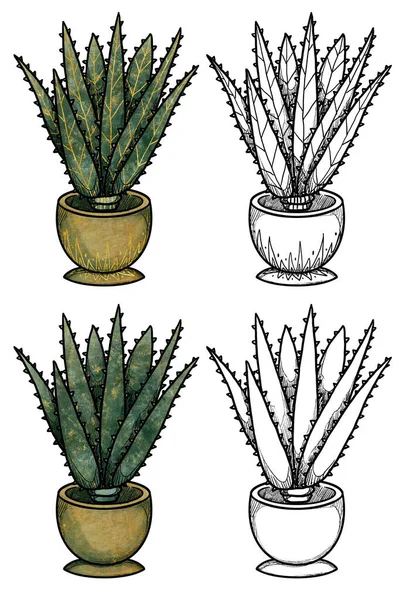 Boho house plants illustration. Hand-drawn colored and line art aloe. Floral composition. Vintage element. Wiccan and pagan art. Decorative nature. Isolated on white