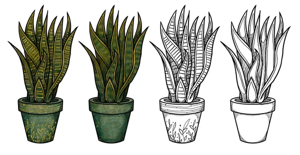 Boho Casă Plante Ilustrare Plantă Șarpe Colorată Manual Linie Artă — Fotografie, imagine de stoc