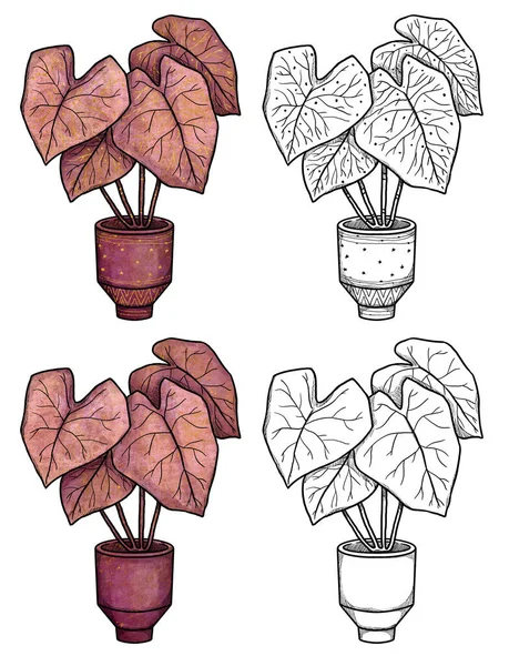 Boho Σπίτι Φυτά Απεικόνιση Χειροποίητο Έγχρωμο Και Καλλιτεχνικό Καλάδιο Σύνθεση — Φωτογραφία Αρχείου