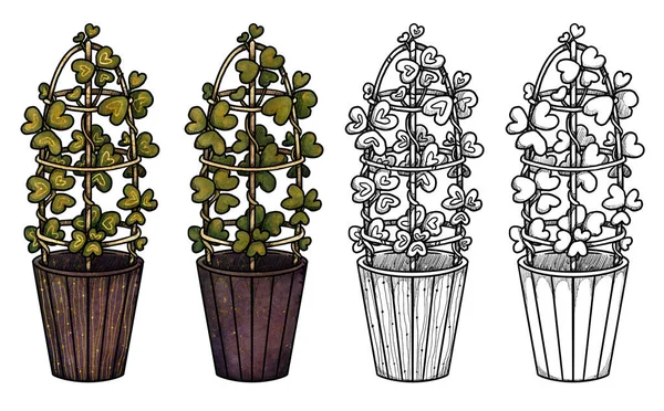 Boho Hauspflanzen Illustration Handgezeichnet Farbigen Und Linie Art Hoya Kerrii — Stockfoto