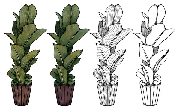 Boho Hauspflanzen Illustration Handgezeichnet Farbig Und Line Art Ficus Florale — Stockfoto