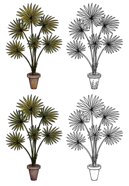 Ilustracja Roślin Boho House Ręcznie Rysowane Kolorowe Linii Art Palm — Zdjęcie stockowe