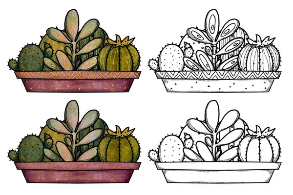 Ilustración Plantas Casa Boho Dibujado Mano Color Línea Arte Cactus —  Fotos de Stock