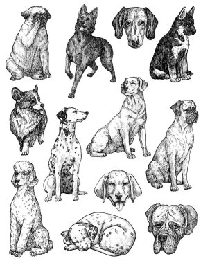 El çizimi mürekkep köpekleri çizimleri. Labrador, retriever, corgi, kaniş, mastiff, husky, Shepherd, dachshund, pug, dalmaçyalı portreleri. Klasik mürekkep hayvanları çizimi. Beyazda izole edilmiş