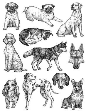 El çizimi mürekkep köpekleri çizimleri. Labrador, retriever, corgi, kaniş, mastiff, husky, Shepherd, dachshund, pug, dalmaçyalı portreleri. Klasik mürekkep hayvanları çizimi. Beyazda izole edilmiş