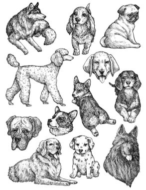 El çizimi mürekkep köpekleri çizimleri. Labrador, retriever, corgi, kaniş, mastiff, husky, Shepherd, dachshund, pug, dalmaçyalı portreleri. Klasik mürekkep hayvanları çizimi. Beyazda izole edilmiş