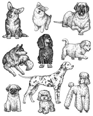 El çizimi mürekkep köpekleri çizimleri. Labrador, retriever, corgi, kaniş, mastiff, husky, Shepherd, dachshund, pug, dalmaçyalı portreleri. Klasik mürekkep hayvanları çizimi. Beyazda izole edilmiş
