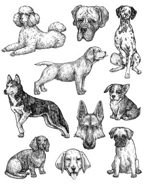 El çizimi mürekkep köpekleri çizimleri. Labrador, retriever, corgi, kaniş, mastiff, husky, Shepherd, dachshund, pug, dalmaçyalı portreleri. Klasik mürekkep hayvanları çizimi. Beyazda izole edilmiş