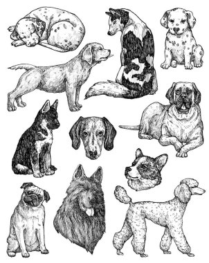 El çizimi mürekkep köpekleri çizimleri. Labrador, retriever, corgi, kaniş, mastiff, husky, Shepherd, dachshund, pug, dalmaçyalı portreleri. Klasik mürekkep hayvanları çizimi. Beyazda izole edilmiş