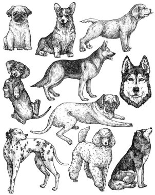 El çizimi mürekkep köpekleri çizimleri. Labrador, retriever, corgi, kaniş, mastiff, husky, Shepherd, dachshund, pug, dalmaçyalı portreleri. Klasik mürekkep hayvanları çizimi. Beyazda izole edilmiş