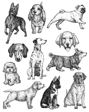 El çizimi mürekkep köpekleri çizimleri. Labrador, retriever, corgi, kaniş, mastiff, husky, Shepherd, dachshund, pug, dalmaçyalı portreleri. Klasik mürekkep hayvanları çizimi. Beyazda izole edilmiş