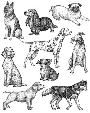 El çizimi mürekkep köpekleri çizimleri. Labrador, retriever, corgi, kaniş, mastiff, husky, Shepherd, dachshund, pug, dalmaçyalı portreleri. Klasik mürekkep hayvanları çizimi. Beyazda izole edilmiş