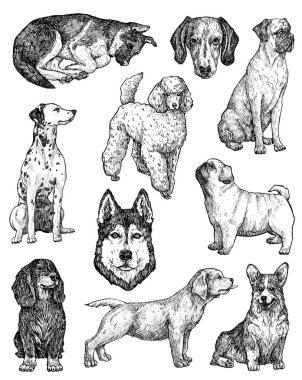 El çizimi mürekkep köpekleri çizimleri. Labrador, retriever, corgi, kaniş, mastiff, husky, Shepherd, dachshund, pug, dalmaçyalı portreleri. Klasik mürekkep hayvanları çizimi. Beyazda izole edilmiş